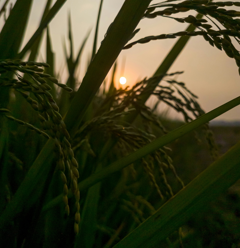 abhishek-kushwaha-ghpJkMNNtsc-unsplash 1